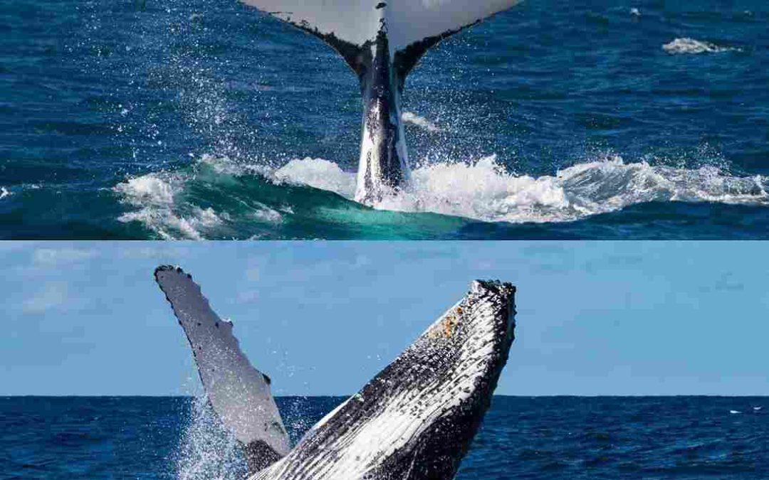 Thankful for the World We Call Home: My Australian Whale Watching Adventure