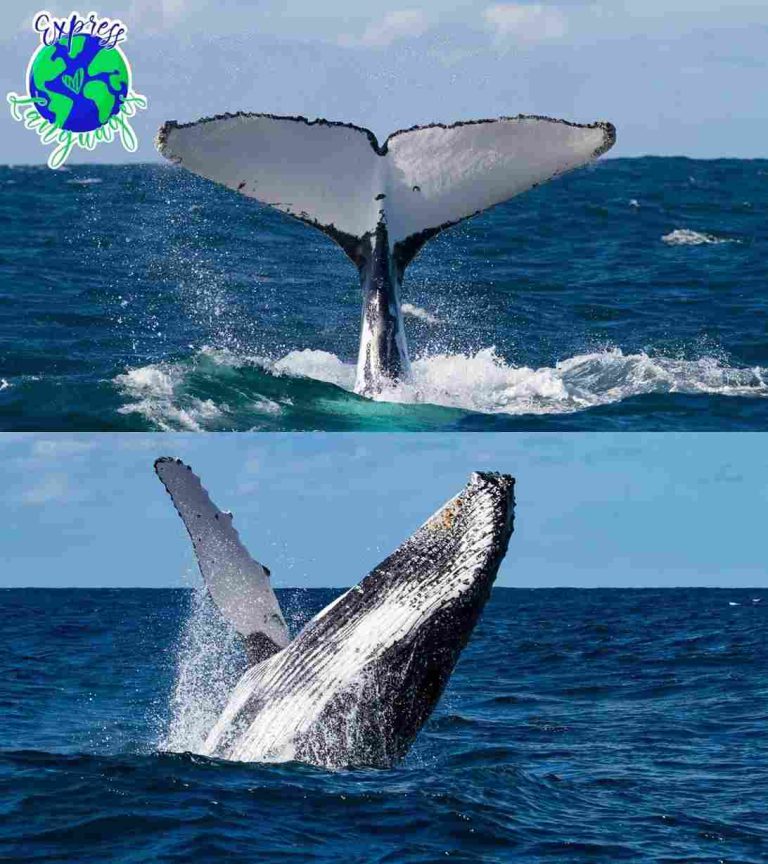 Thankful for the World We Call Home: My Australian Whale Watching Adventure