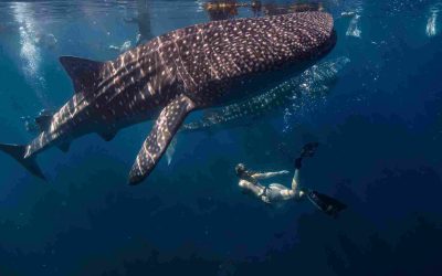 Swimming Beside a Gentle Giant in Koh Tao, Thailand