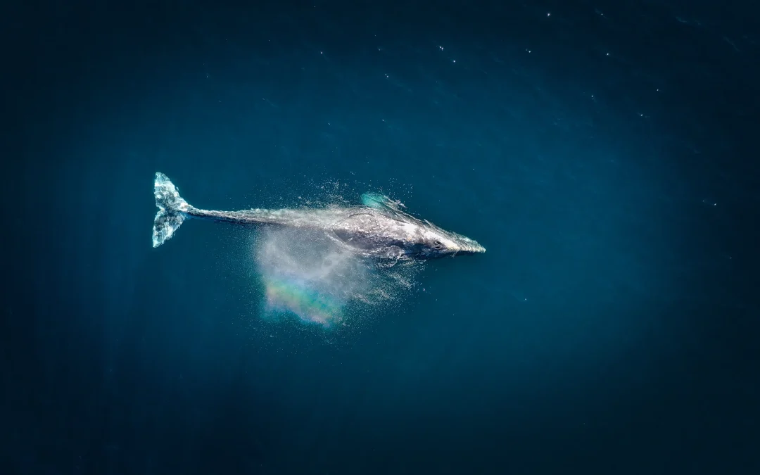 Thankful for the World We Call Home: My Australian Whale Watching Adventure