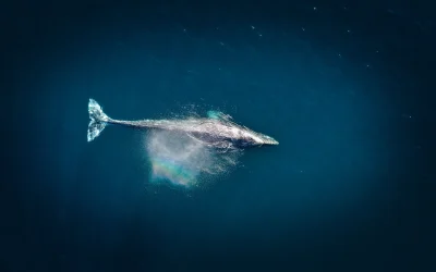 Thankful for the World We Call Home: My Australian Whale Watching Adventure